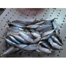 Neue Supply Fish Indian Mackerel